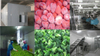 Industrial IQF Frozen Fruit and Vegetable/Food Quick Freezing Machine