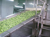Fluidized Iqf Freezer 3000kg/h Հեղուկացված մահճակալ սառնարան /տարբեր բանջարեղենի և մրգերի սառեցում
