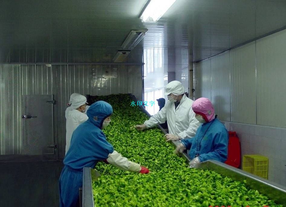 中國果蔬加工設備流化床冷凍機/流態化速凍機